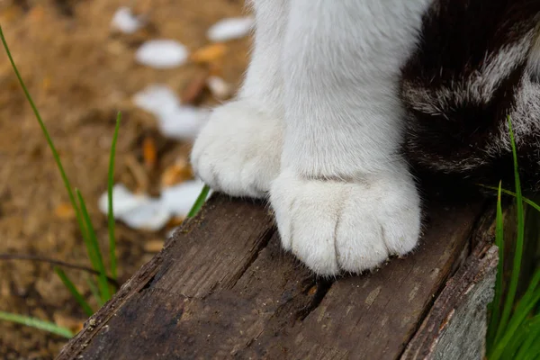 Close-up twee katachtige witte poten van een zittende kat op houten grijze staven — Stockfoto