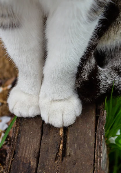 Close-up twee katachtige witte poten van een zittende kat op houten grijze staven — Stockfoto