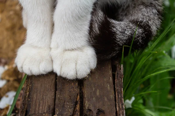 Närbild två felint vita tassar av en sittande katt på trä grå barer — Stockfoto