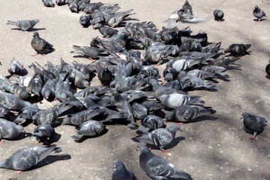 Kentsel yalnız güvercin yaylı çamurlu su birikintisi boyunca yürür, hangi yansıması ve bulutların yansıması görünür