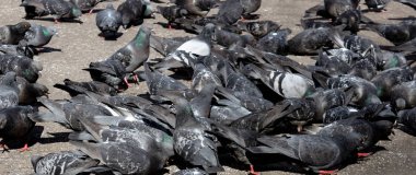 Kentsel yalnız güvercin yaylı çamurlu su birikintisi boyunca yürür, hangi yansıması ve bulutların yansıması görünür