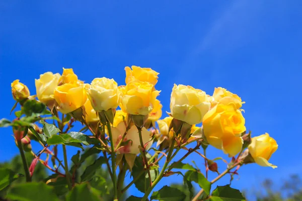 yellow rose with blue sky