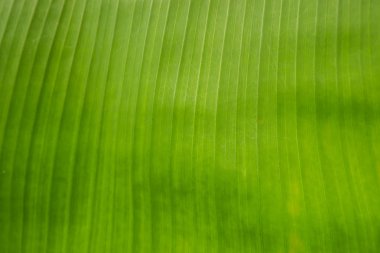 muz yeşili arkaplan