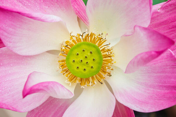 Close up of pink lotus flower