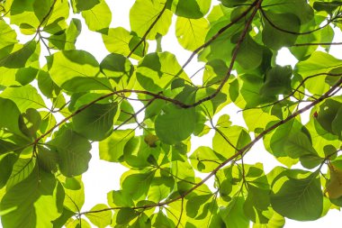 Yeşil ağaç yaprakları ve beyaz arka plan üzerinde izole dalları
