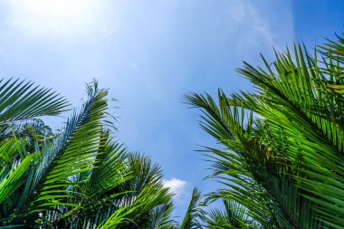 Parlak yeşil palmiye mavi gökyüzü ile yaprakları. güzel tropikal arka plan