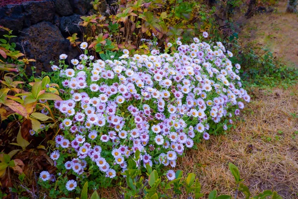 Пурпурные цветы Dasie в саду — стоковое фото