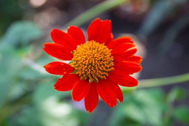 Doğal arka planda parlak kırmızı çiçek, evren çiçek