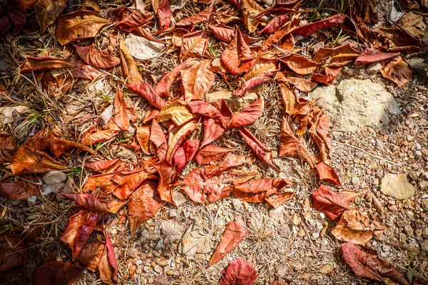 Feuilles Automne Sèches Rouge Orange Marron Sur Sol — Photo