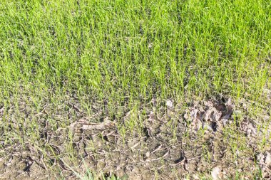 Pirinç alan kuzeydoğu Tayland