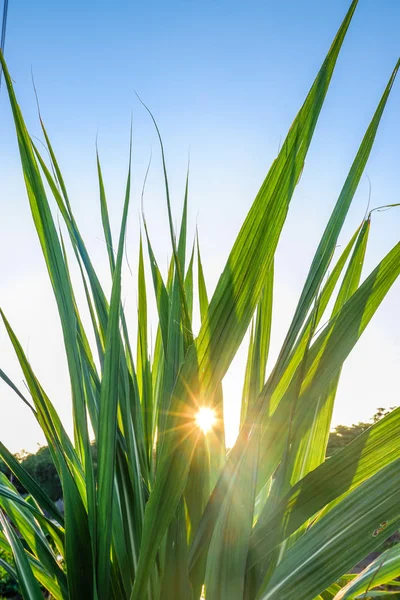 Fresh green linear leaf of Sugar cane with the sun light on blue