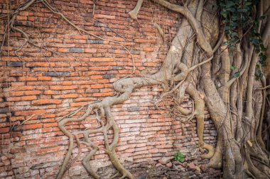  Eski tuğla duvarda bodhi ağacının kökü