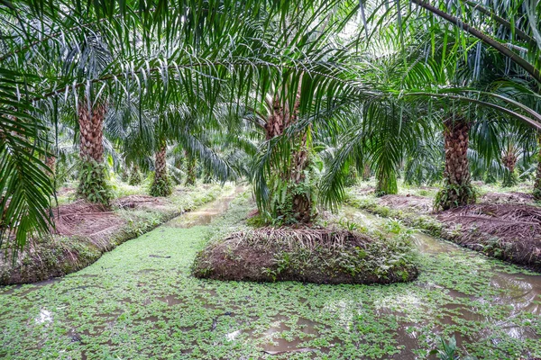 Palm oil Tree plantation in Central  region Thailand.
