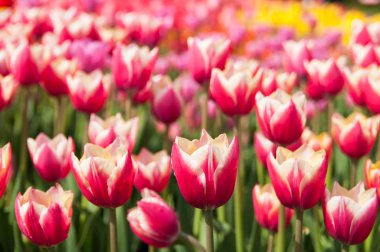 Renkli lale tarlası, yaz çiçekleri