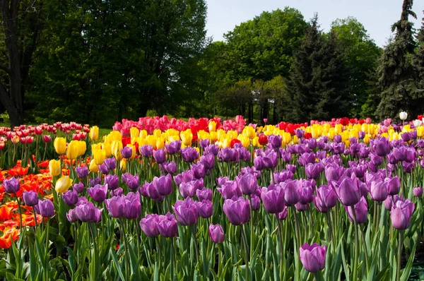 Färgglada tulpanfält, sommarblommor — Stockfoto