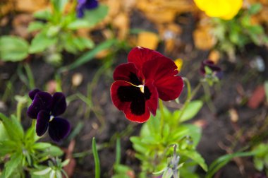 Pansy çiçek. yabani pansy çiçek. yakın çekim