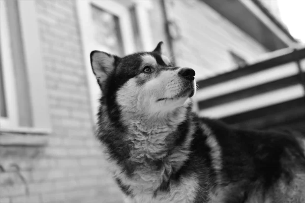 Aljašský Malamute zimní portrét zblízka — Stock fotografie