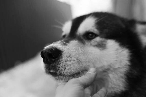 Alaskan Malamute ritratto invernale da vicino — Foto Stock