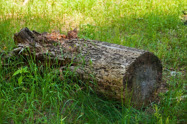 Uma pilha de madeira cortada na floresta — Fotografia de Stock