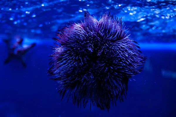 Azul mar erizo Strongylocentrotus franciscanus foto de cerca. Biología marina — Foto de Stock