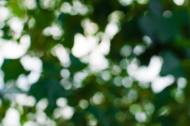 Doğal yeşil bulanık yaz bokeh ile arka plan bırakır