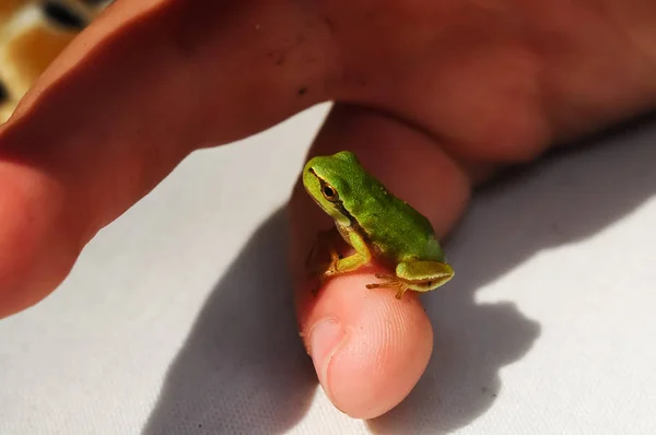 Rana miniatura sentada en un dedo humano — Foto de Stock