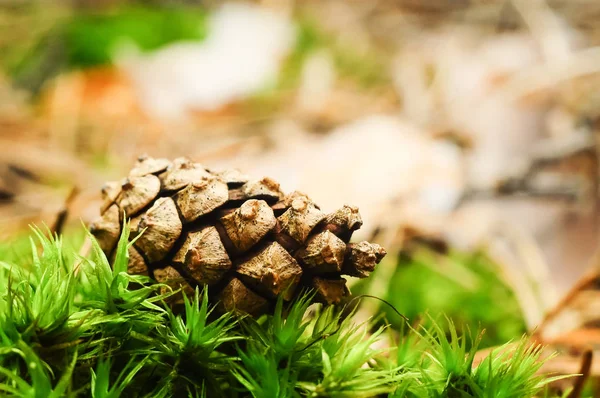 Beautiful pine cone on green grass close up. Macro shot Stock Photo