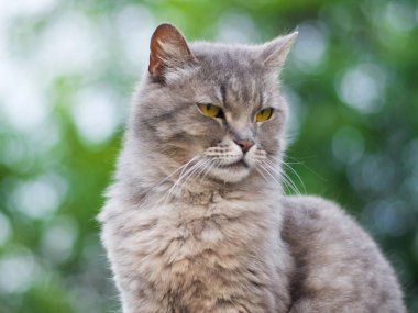 turuncu gözlü gri kedi doğanın arka planda oturur