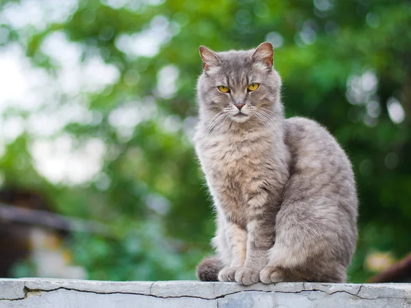 주황색 눈을 가진 회색 고양이는 자연의 배경에 앉아 — 스톡 사진