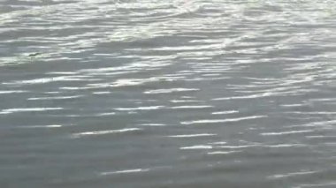 Kırsal nehir dalgaları. Vahşi bakire doğa