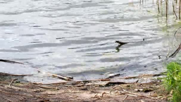 Küste Wilden Fluss Wellen Bissen Den Sand Unberührte Natur — Stockvideo