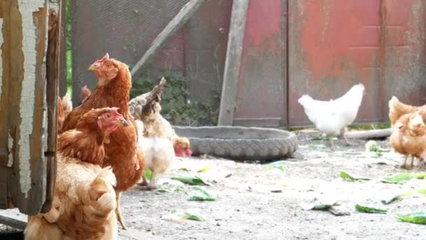 Roosters Wiejskich Straży Kurcząt Dbają Swoje Stado Farmie — Wideo stockowe