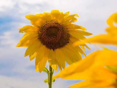 Gökyüzüne karşı ayçiçekleri