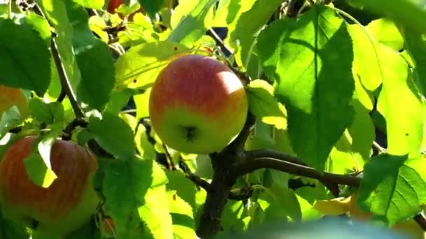 Manzana Roja Amarilla Árbol Entre Hojasen Jardín Toma Mano — Vídeos de Stock