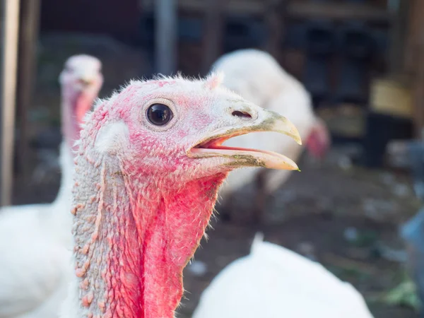 young live turkey close up head