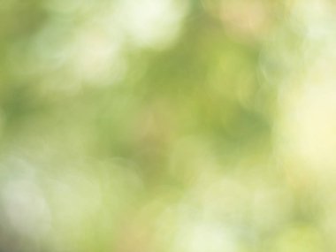 yeşil doğa bokeh ile arka plan bulanık. Defokus görüntüsü