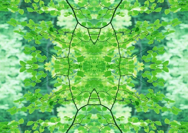Textura Verde Design Decorativo Floral — Fotografia de Stock
