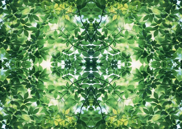 Зелена Текстура Квітковий Декоративний Дизайн — стокове фото