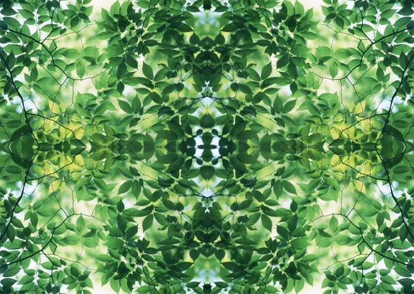 Texture Verte Décoration Florale — Photo