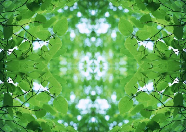 Зелена Текстура Квітковий Декоративний Дизайн — стокове фото