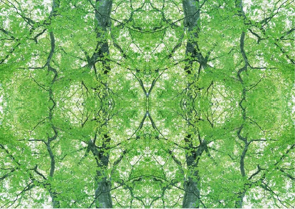 Texture Verte Décoration Florale — Photo