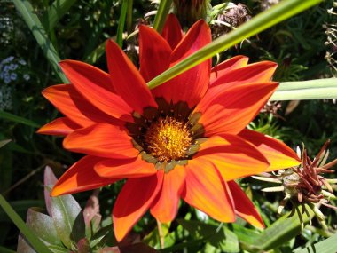 Leh Ladakh Bölgesinde Rengarenk Alp Çiçekleri