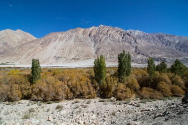 Leh Ladakh'ta Manzara 
