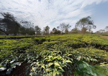 Batı Bengal Dooars bölgesindeki seyahat noktaları