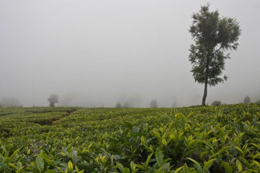 Ooty, Hindistan'da popüler seyahat destinasyonları