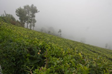 Ooty, Hindistan'da popüler seyahat destinasyonları