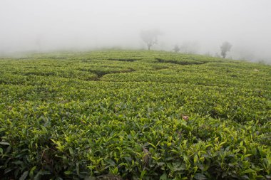 Ooty, Hindistan'da popüler seyahat destinasyonları