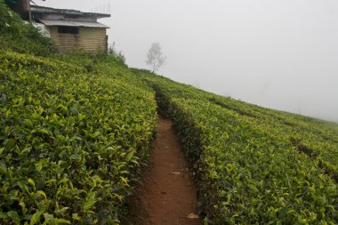 Ooty, Hindistan'da popüler seyahat destinasyonları