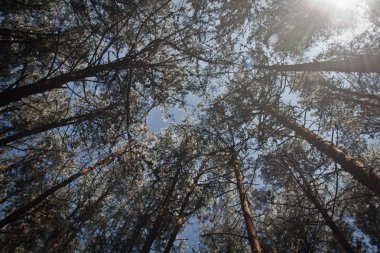 Ooty, Hindistan'da popüler seyahat destinasyonları