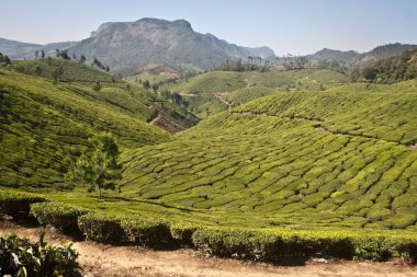 Munnar Çay Bahçesi, Kerala 